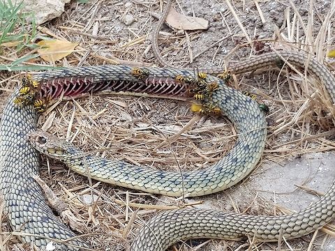 Day2  Geotagged,Greece,Natrix tessellata,Summer,dice snake
