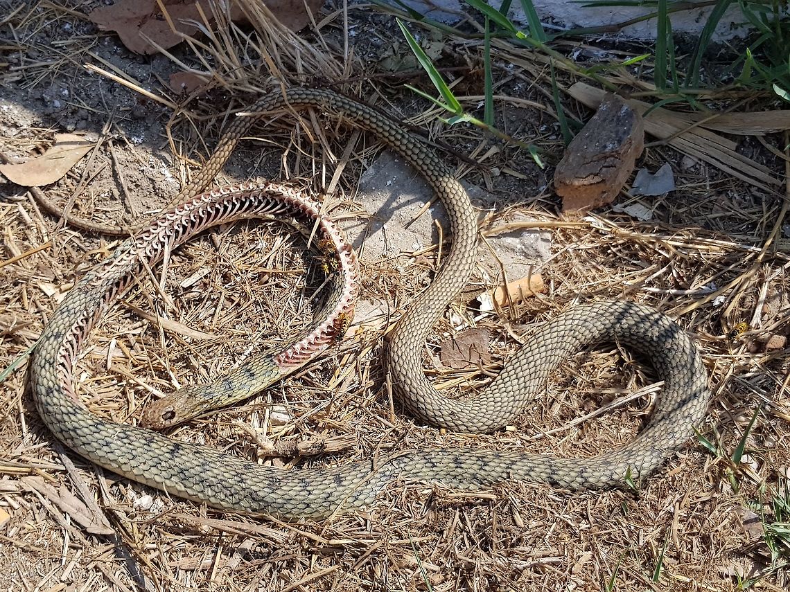 Day3  Geotagged,Greece,Natrix tessellata,Summer,dice snake