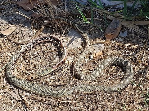 Day3  Geotagged,Greece,Natrix tessellata,Summer,dice snake