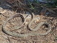 Day3  Geotagged,Greece,Natrix tessellata,Summer,dice snake