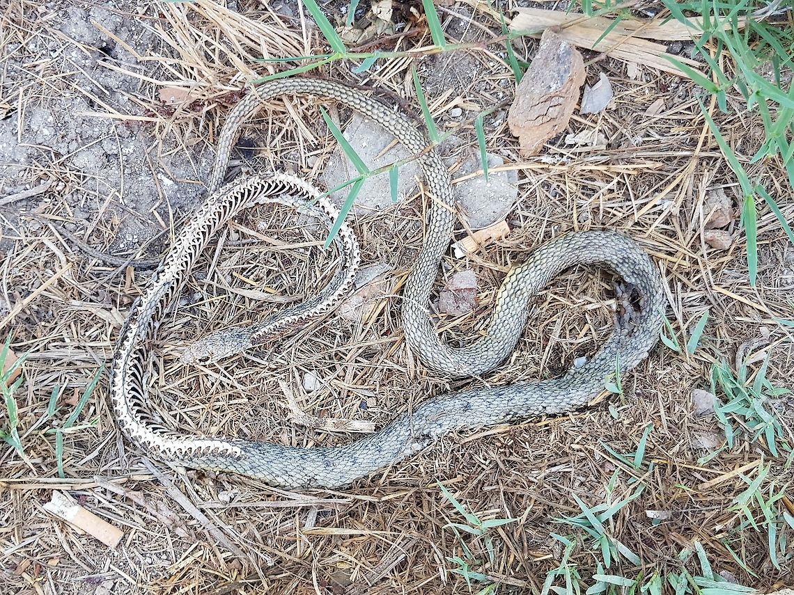 Day4  Geotagged,Greece,Natrix tessellata,Summer,dice snake