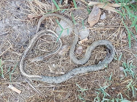 Day4  Geotagged,Greece,Natrix tessellata,Summer,dice snake