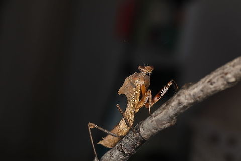 Dead Leaf Mantis Instar L4 Deroplatys desiccata,Malaysian dead leaf mantis,Non-native,captive animal