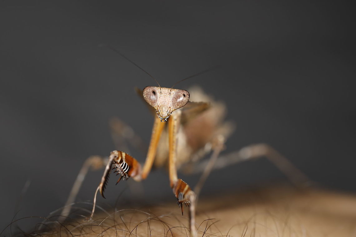 Those eyes.. Such a fantastic little creature. This is an instar L4 female called Dinah. They appear to be inquisitive and very active. Longer life span than the usual orchids I&#039;ve had the pleasure of looking after and much bigger. At L4, she&#039;s already at around the same size as an adult orchid mantis. 3 moults to go so watch this space! Deroplatys desiccata,Malaysian dead leaf mantis