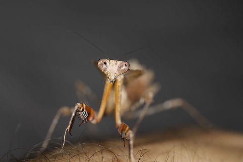 Those eyes.. Such a fantastic little creature. This is an instar L4 female called Dinah. They appear to be inquisitive and very active. Longer life span than the usual orchids I've had the pleasure of looking after and much bigger. At L4, she's already at around the same size as an adult orchid mantis. 3 moults to go so watch this space! Deroplatys desiccata,Malaysian dead leaf mantis