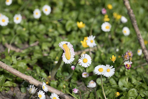 Fasciation Fasciation or 'cresting' is a relatively rare occurrence apparently. I saw this multi-headed daisy by the side of the road. It's nice to be different I guess :)  Bellis perennis,Geotagged,Spring,United Kingdom
