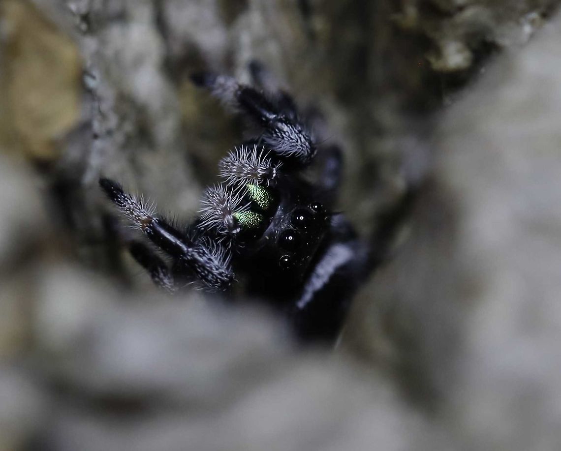 Reggie the Regal Jumping Spider I think he&#039;s 3 moults away from adulthood. Looking forward to watching him grow up!<br />
<br />
<section class="video"><iframe width="448" height="282" src="https://www.youtube-nocookie.com/embed/k8N_2ukwF-Q?hd=1&autoplay=0&rel=0" frameborder="0" allowfullscreen></iframe></section> Phidippus regius,captive