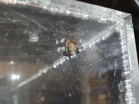 Regal Jumping Spider Feeding Reggie caught a decent sized fly I provided for him today. I was surprised to see him jump sideways and effectively abseil down onto his prey - I always assumed they would have to jump from an elevated position. How wrong I was! I recommend watching on YouTube and dropping the playback speed down to 0.25 :)

https://www.youtube.com/watch?v=rrPaIAWrDqc Phidippus regius,Regal Jumping Spider