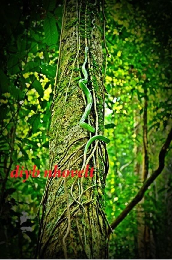 Green Snake enjoy the nature At Gunung Gading Lundu Sarawak Geotagged,Gonyosoma oxycephalum,Malaysia,Red-tailed green ratsnake
