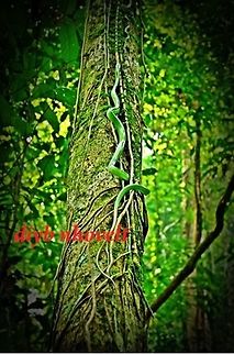 Green Snake enjoy the nature At Gunung Gading Lundu Sarawak Geotagged,Gonyosoma oxycephalum,Malaysia,Red-tailed green ratsnake