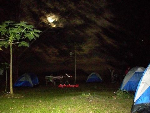 Satang Island  Carica papaya,Geotagged,Malaysia,Papaya