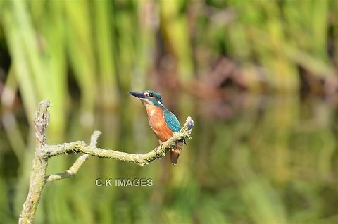 DSC_3142_(3)  Alcedo atthis,Common Kingfisher
