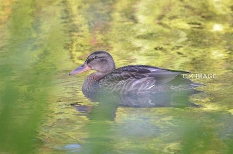 DSC_3379  Anas platyrhynchos,Mallard