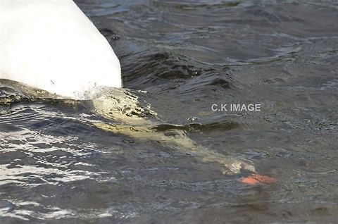 DSC_3454  Cygnus olor,Mute Swan