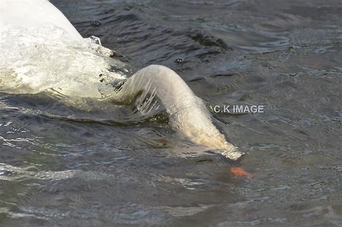 DSC_3455  Cygnus olor,Mute Swan