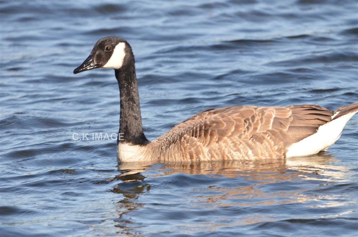DSC_3353  Branta canadensis,Canada goose