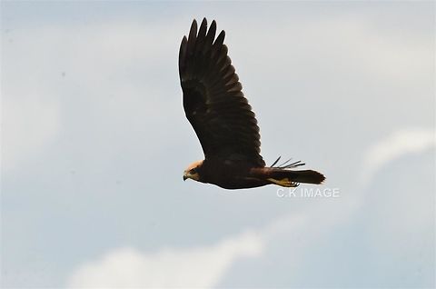 DSC_3642  Circus aeruginosus,Western marsh harrier