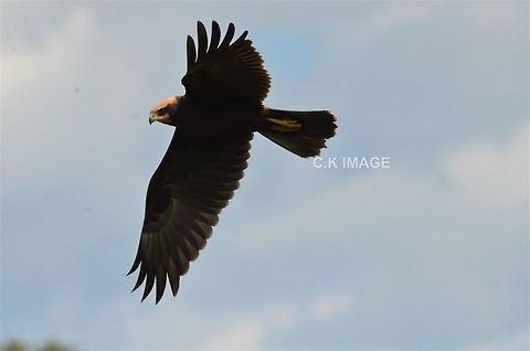 DSC_3638  Circus aeruginosus,Western marsh harrier