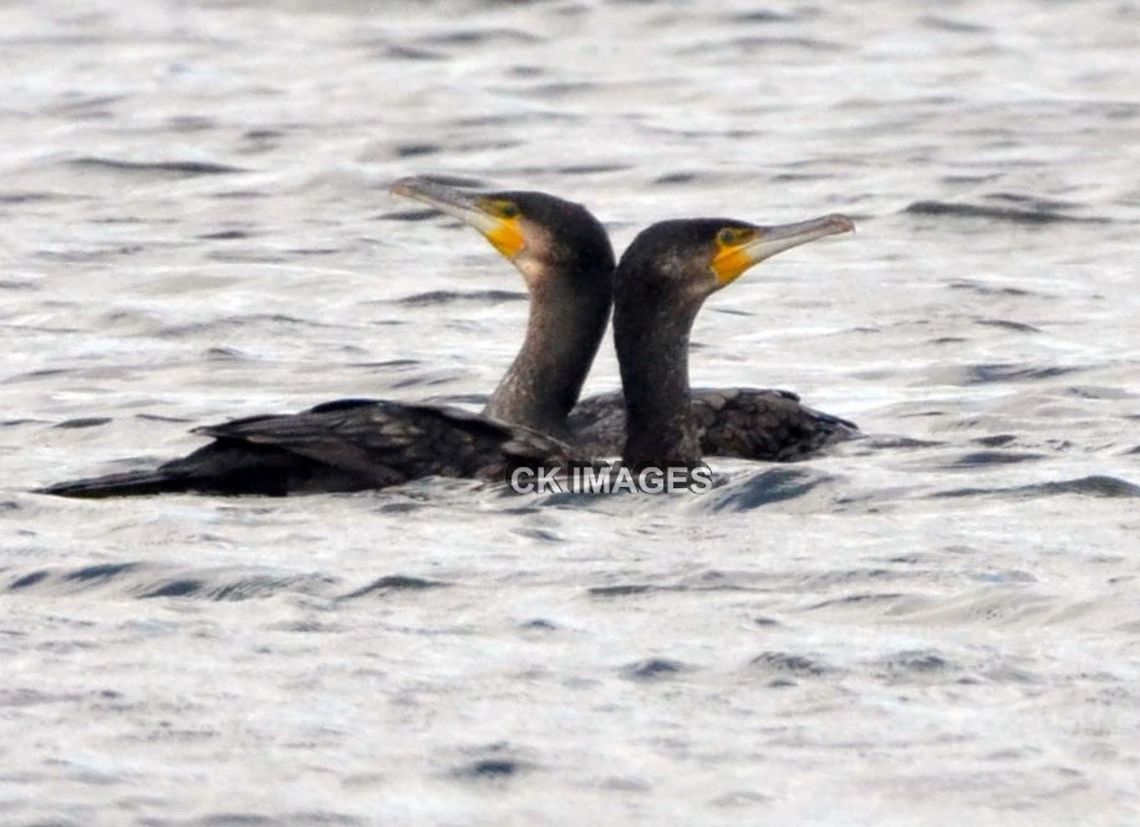 DSC_3780  Great Cormorant,Phalacrocorax carbo