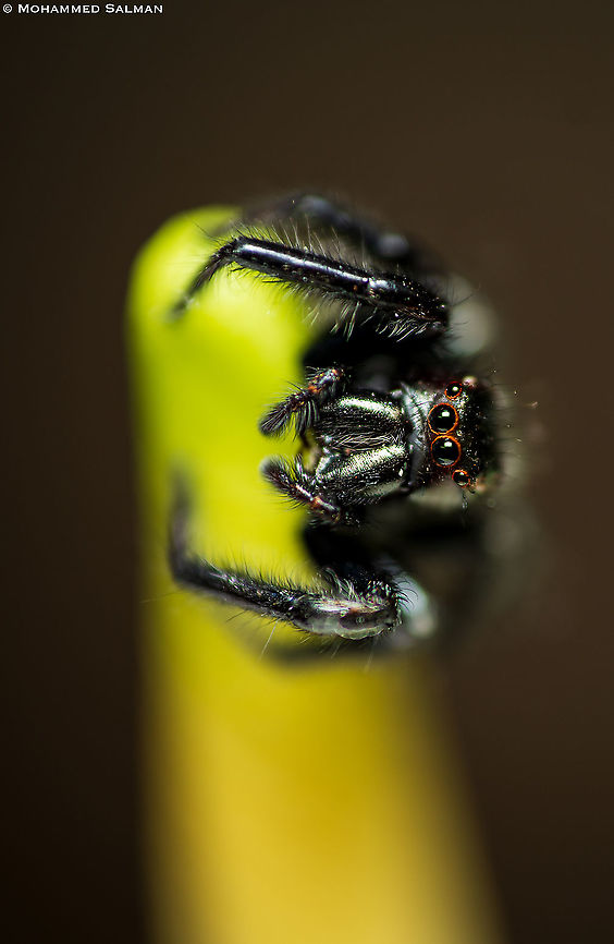 Jumping spider (Carrhotus viduus genus) || Bangalore || Aug 2020 Carrhotus viduus,Carrhotus xanthogramma,Cosmophasis micarioides