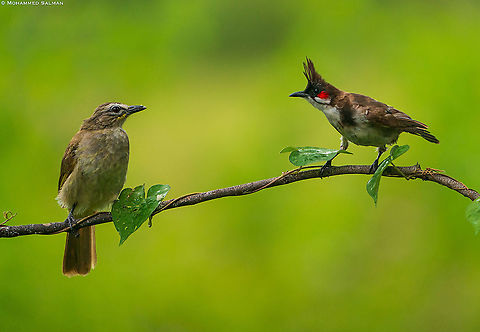 Two of a kind; White-browed and Red-whiskered bulbuls || Bangalore || Aug 2020  Pycnonotus jocosus,Red Whiskered Bulbul