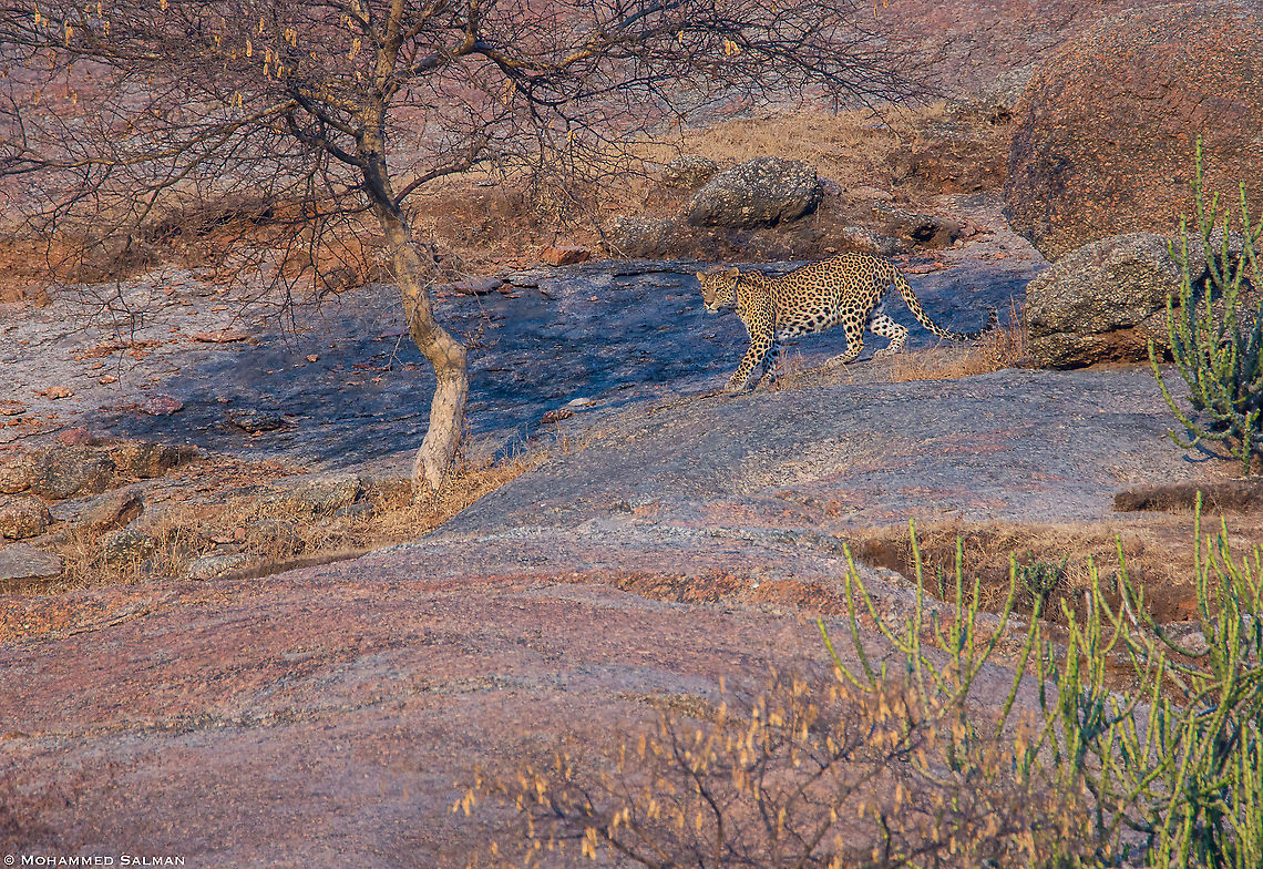 Leopard of Bera || Dec 2015 Fall,Geotagged,India,Leopard,Panthera pardus
