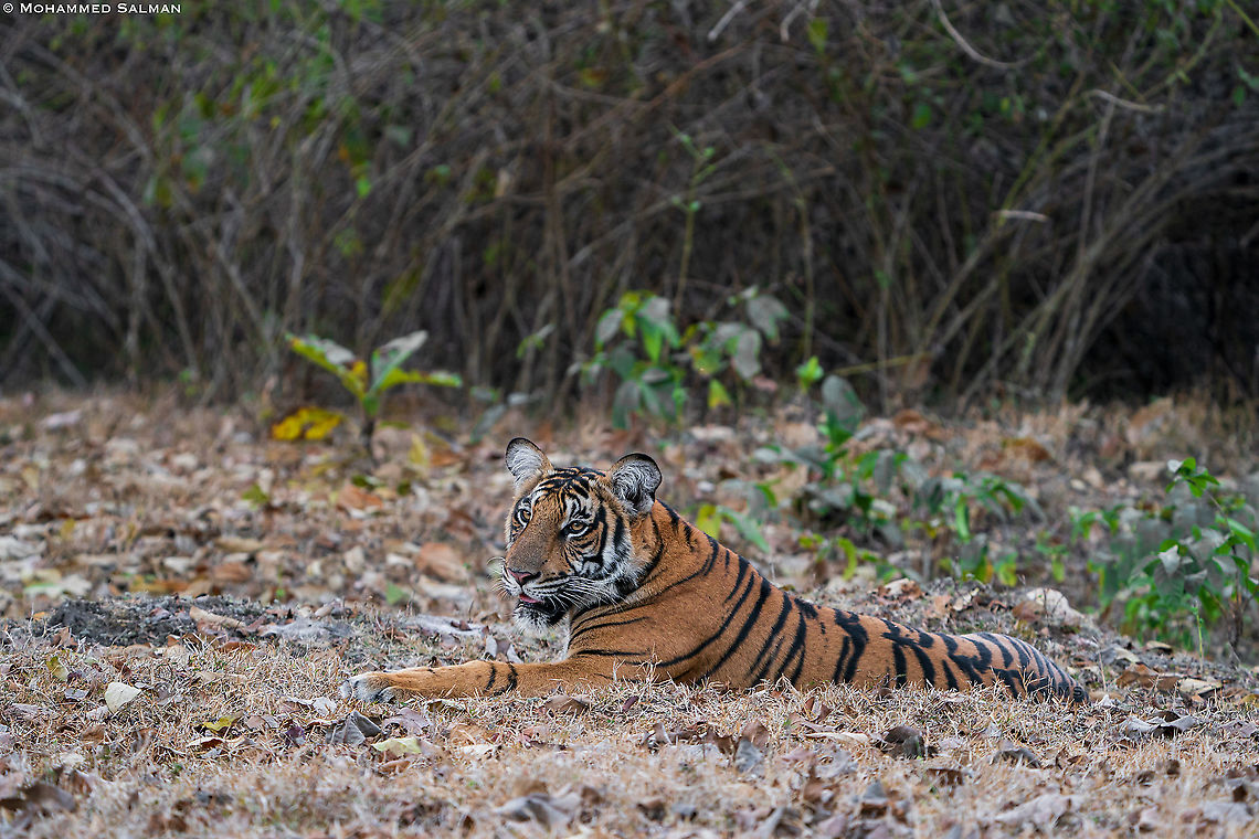 Sub-adult tiger || Kabini || Feb 2020 Bengal tiger,Panthera tigris tigris,tiger