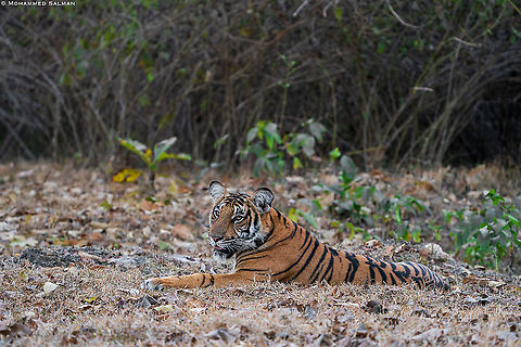 Sub-adult tiger || Kabini || Feb 2020 Bengal tiger,Panthera tigris tigris,tiger