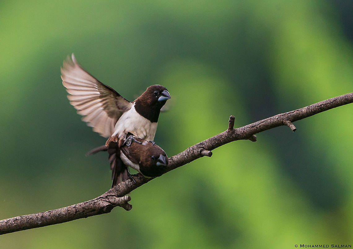 Mating pair of white-rumped Munia || Bangalore || Aug 2020 Lonchura striata,White-rumped munia