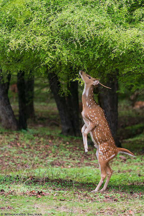 Balancing act || Ranthambhore || June 2019 Axis axis,Axis deer