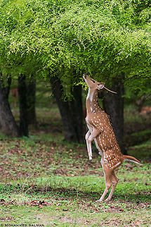 Balancing act || Ranthambhore || June 2019 Axis axis,Axis deer