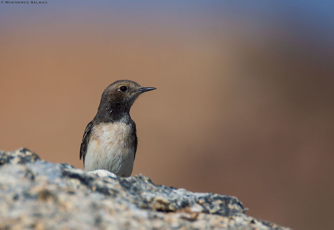 Variable wheatear || Bera || Dec 2015 Fall,Geotagged,India,Oenanthe picata,Variable wheatear
