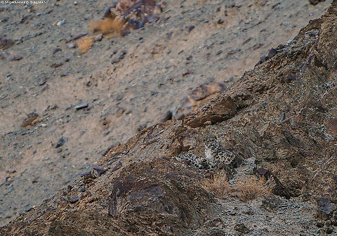 Snow leopards || Hemis || Feb 2020 Panthera Uncia,Snow leopard