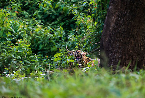 A mother leopards cry, in search of her cub, strong roars, calling out to her cub that had got seperated from her || Kabini || Aug 2020 Leopard,Panthera pardus
