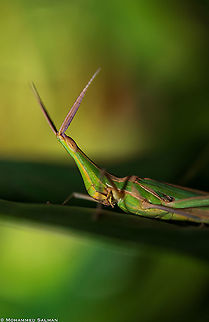 Silent Slant-Faced Grasshopper || Bangalore || Sept 2020