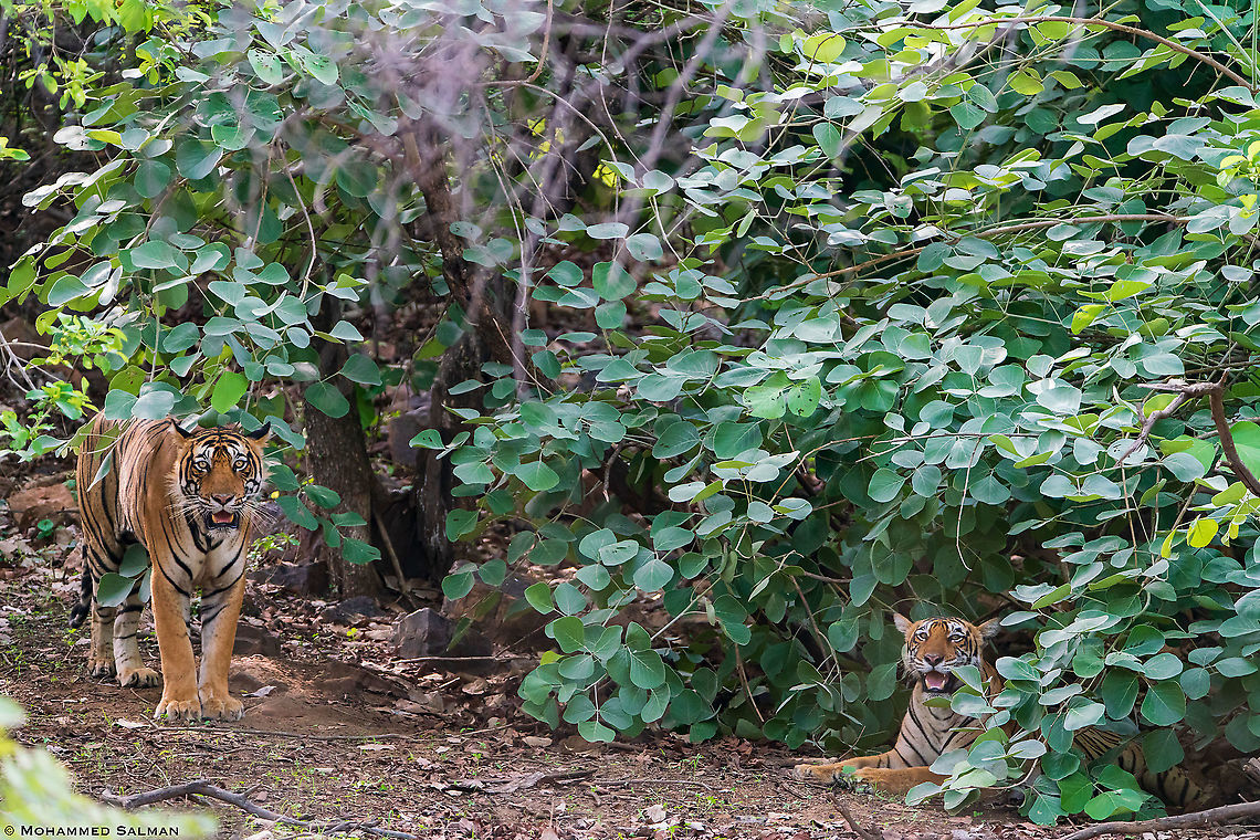 A mating pair of tigers || Ranthambhore || June 2019<br />
<a href="https://www.facebook.com/MohammedSalmanPics/" rel="nofollow">https://www.facebook.com/MohammedSalmanPics/</a> Bengal tiger,Panthera tigris tigris