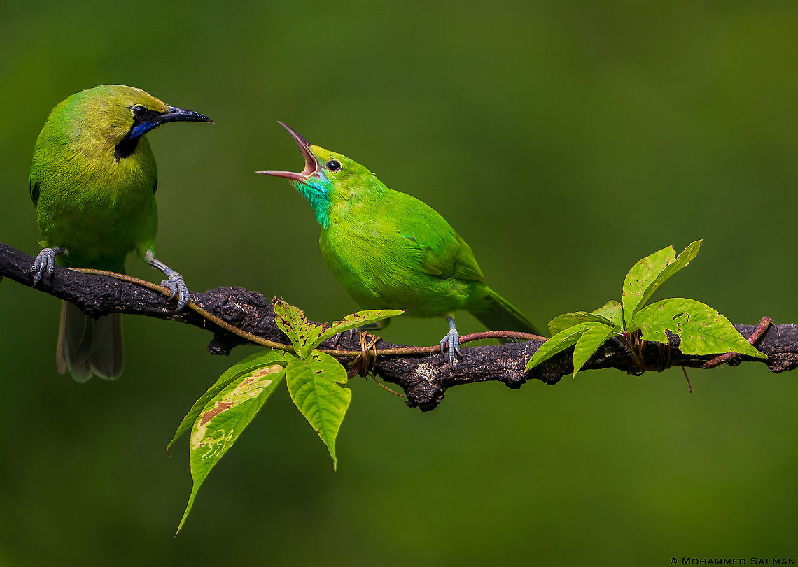 Jerdon's Leafbirds || Bangalore || Sept 2020<br />
<a href="https://www.facebook.com/MohammedSalmanPics/" rel="nofollow">https://www.facebook.com/MohammedSalmanPics/</a> Chloropsis jerdoni,Jerdons leafbird