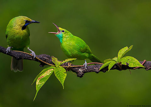 Jerdon's Leafbirds || Bangalore || Sept 2020
https://www.facebook.com/MohammedSalmanPics/ Chloropsis jerdoni,Jerdons leafbird