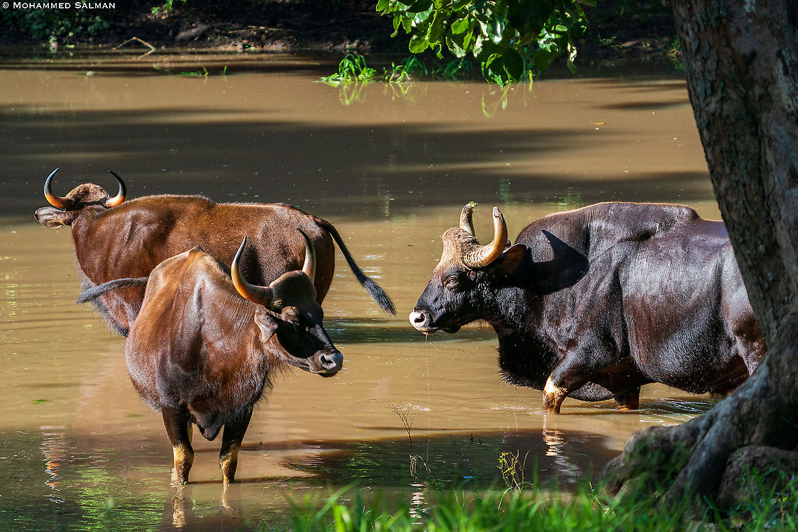 Gaur || Kabini || Aug 2020<br />
<a href="https://www.facebook.com/MohammedSalmanPics/" rel="nofollow">https://www.facebook.com/MohammedSalmanPics/</a> Bos gaurus,Gaur