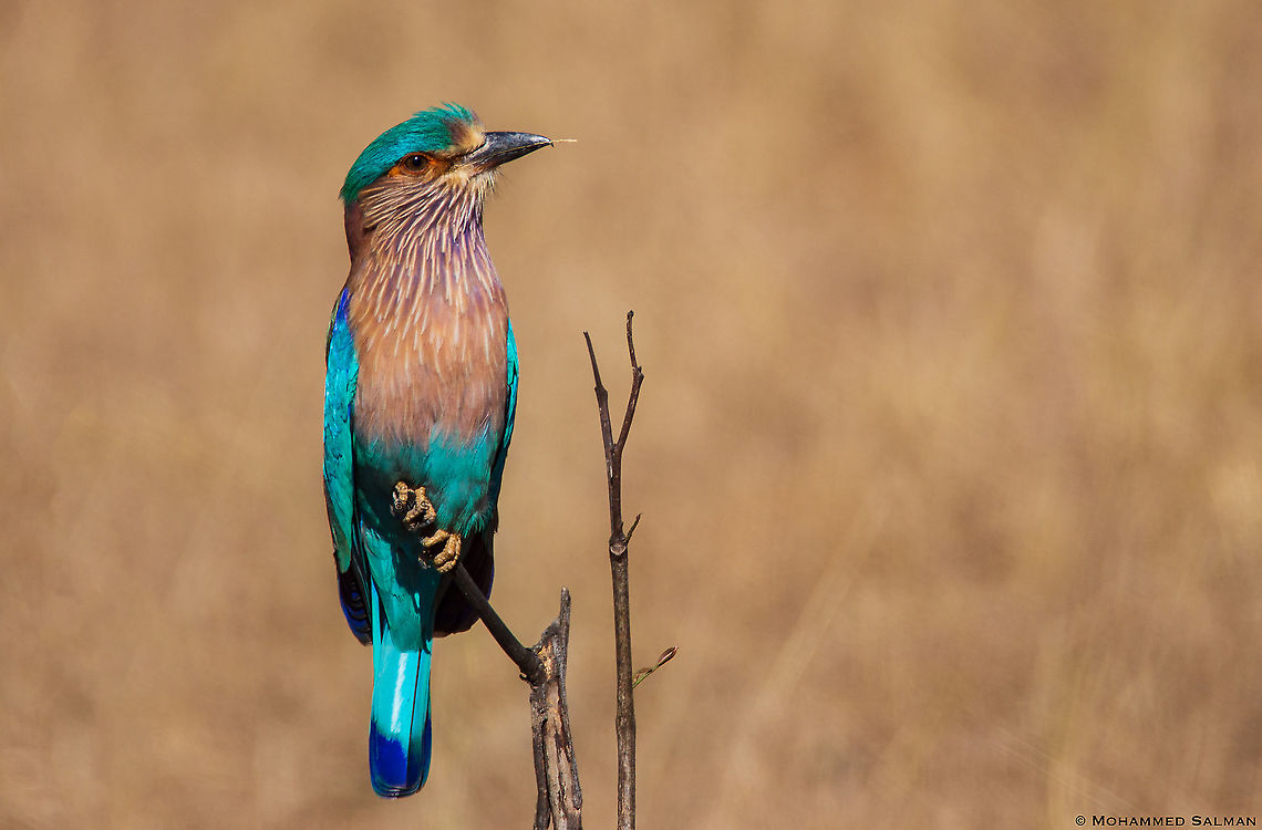 Indian roller || Kanha || Jan 2016<br />
<a href="https://www.facebook.com/MohammedSalmanPics/" rel="nofollow">https://www.facebook.com/MohammedSalmanPics/</a> Coracias benghalensis,Geotagged,India,Indian Roller,Winter