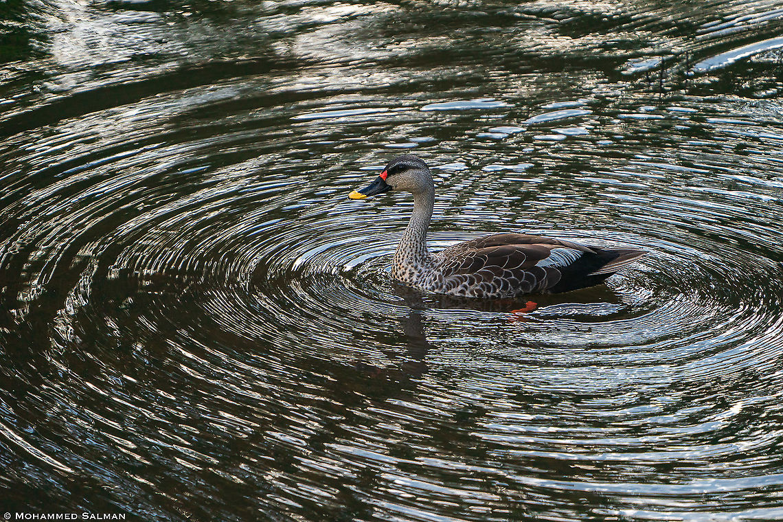 Spot-billed duck || Kabini || Aug 2020<br />
<a href="https://www.facebook.com/MohammedSalmanPics/" rel="nofollow">https://www.facebook.com/MohammedSalmanPics/</a> Anas poecilorhyncha,Spot-billed duck