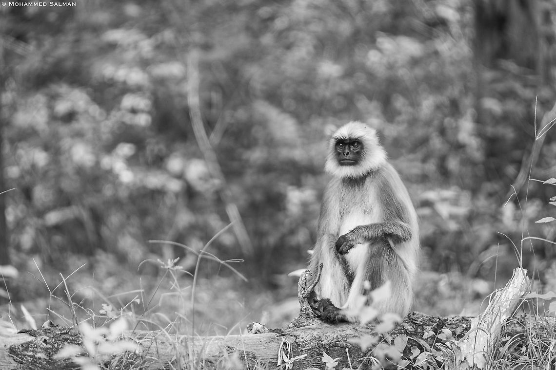 Hanuman langur in grayscale || Nagarhole || Feb 2020<br />
<a href="https://www.facebook.com/MohammedSalmanPics/" rel="nofollow">https://www.facebook.com/MohammedSalmanPics/</a>