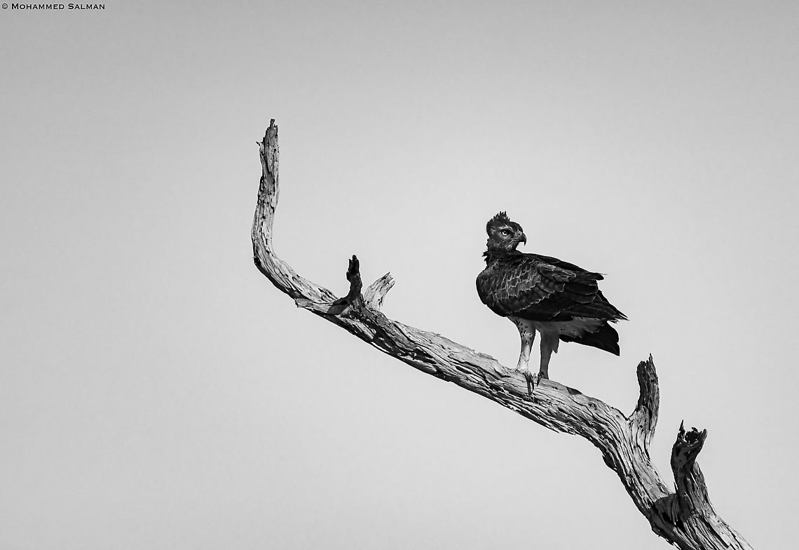 Grayscale Martial eagle || Tsavo East || Aug 2017<br />
<a href="https://www.facebook.com/MohammedSalmanPics/" rel="nofollow">https://www.facebook.com/MohammedSalmanPics/</a> Martial Eagle,Polemaetus bellicosus
