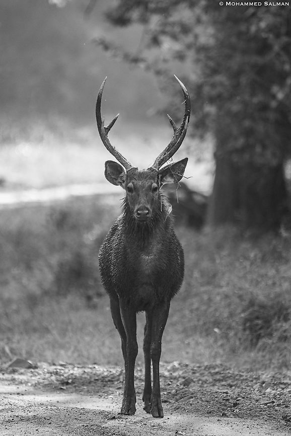 Monochrome stag || Tadoba || Jan 2020<br />
<a href="https://www.facebook.com/MohammedSalmanPics/" rel="nofollow">https://www.facebook.com/MohammedSalmanPics/</a> Rusa unicolor,Sambar