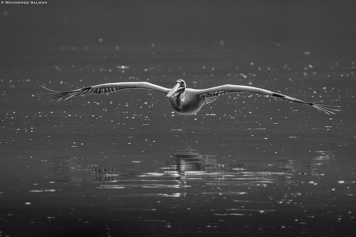 Spot-billed pelican in greyscale || Ranganathittu || Feb 2020<br />
<a href="https://www.facebook.com/MohammedSalmanPics/" rel="nofollow">https://www.facebook.com/MohammedSalmanPics/</a> Pelecanus philippensis,Spot-billed pelican