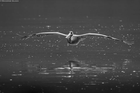 Spot-billed pelican in greyscale || Ranganathittu || Feb 2020
https://www.facebook.com/MohammedSalmanPics/ Pelecanus philippensis,Spot-billed pelican