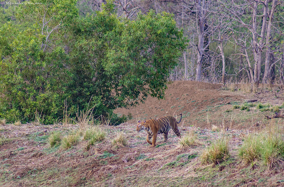 Tiger || Tadoba || May 2015<br />
<a href="https://www.facebook.com/MohammedSalmanPics/" rel="nofollow">https://www.facebook.com/MohammedSalmanPics/</a> Bengal tiger,Geotagged,India,Panthera tigris tigris,Spring