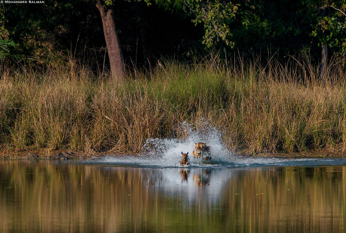 Ambushed || Tadoba || Jan 2020<br />
On a safari in Tadoba Tiger Reserve we happened to encounter the famous tigress Maya, barely visible, in a patch of large grass bordering the lake, we soon realised that the tigress was in stalking mode. Close by was a sambar deer along with a young fawn. The mother sambar deer was alert and suspected trouble near by, suddenly the tigress gave a mock charge towards the mother sambar deer, it escaped, but soon the mother sambar deer realised that the tigress was not after her but it was the young sambar fawn that was on the tiger&#039;s mind. Next the tigress chased the fawn into the lake and then the inevitable happened. Bengal tiger,Panthera tigris tigris