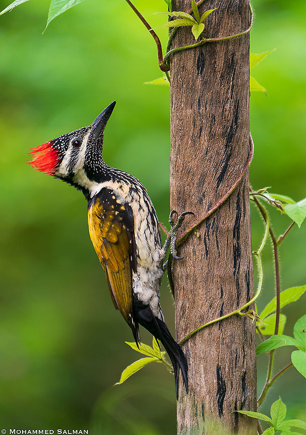 Lesser flameback woodpecker || Bangalore || Sept 2020<br />
<a href="https://www.facebook.com/MohammedSalmanPics/" rel="nofollow">https://www.facebook.com/MohammedSalmanPics/</a> Black-rumped flameback,Dinopium benghalense