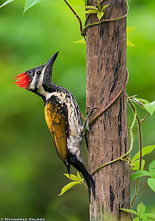 Lesser flameback woodpecker || Bangalore || Sept 2020
https://www.facebook.com/MohammedSalmanPics/ Black-rumped flameback,Dinopium benghalense